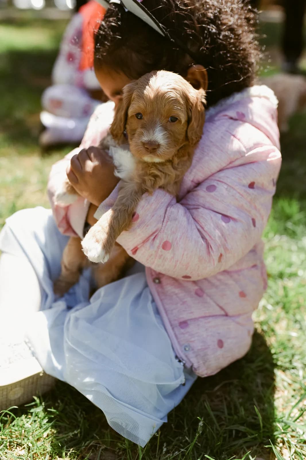 A child in a pink coat hugging an apricot Labradoodle puppy on the grass at a Congregations for Kids event.