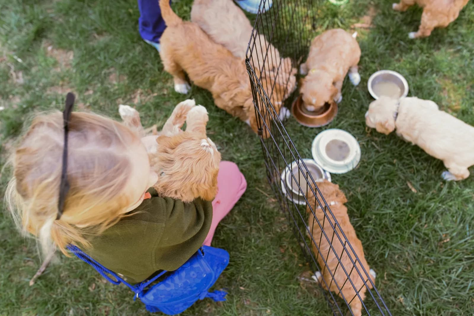 Overhead view of a litter of Labradoodle puppies in an outdoor play pen as guests sit alongside.