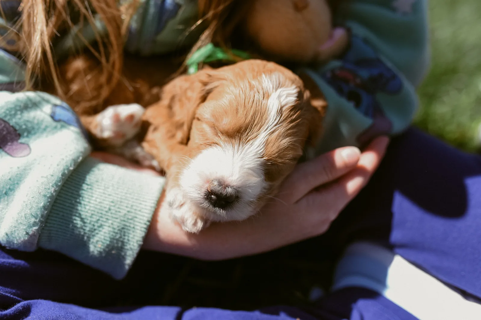 A sleeping Australian Labradoodle puppy cupped in a guest's hands